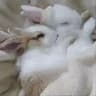 naokisyela 🐇
