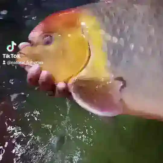 ត្រីទន្លេធម្មជាតិ Profile