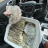 ncsells