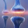 Neuroscienze | Neurofisiologia