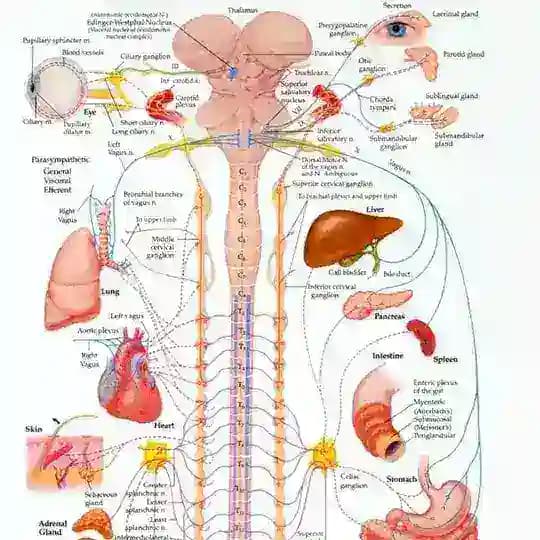 Neuro every where π§