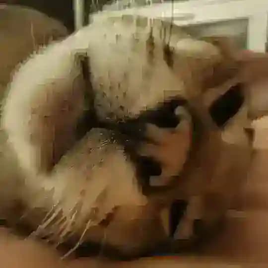 Я работаю котом