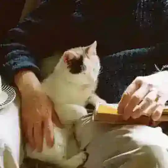 🍊⺌ ₊˚.