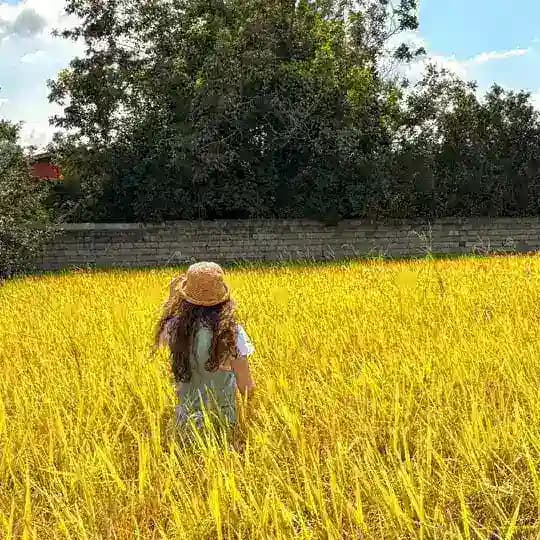 نیلآ