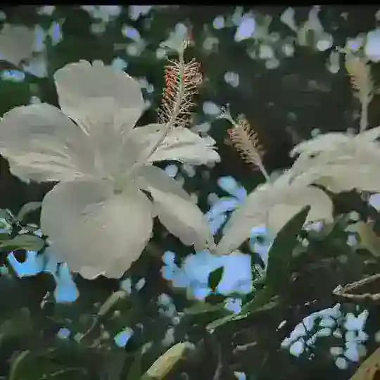 🍀প্রকৃতির মুগ্ধ মায়া🍀 Profile