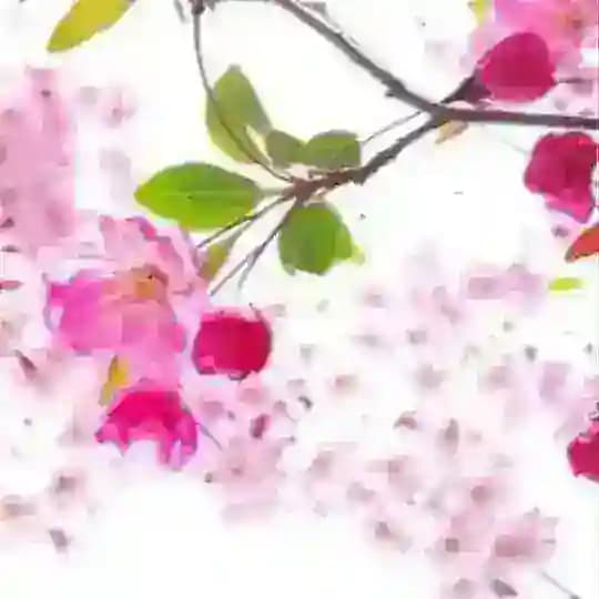 抖音 🌸主播