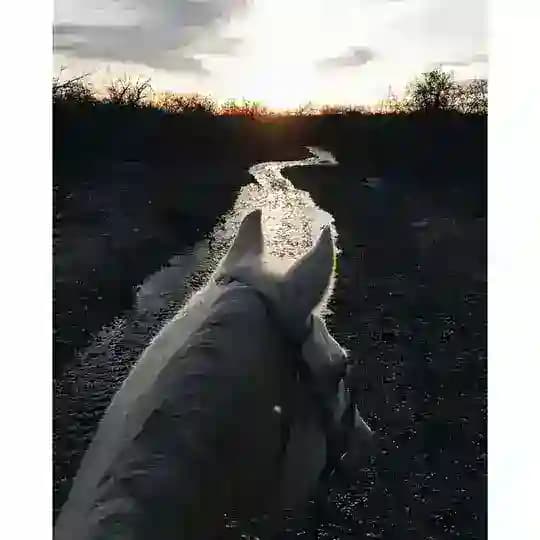 راحِل .