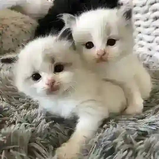 обожаю