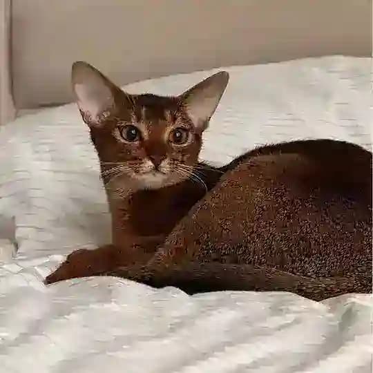 Промты