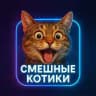 Смешные котики