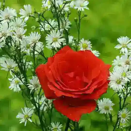 💡🍃نشر الخير للغير🍃💡