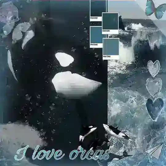𝘖𝘳𝘤𝘢𝘴 𝘤𝘰𝘯𝘧𝘦𝘴𝘴𝘪𝘰𝘯