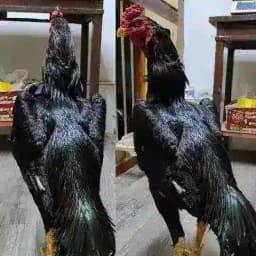 OSIYO XO‘ROZLARI 🇺🇿🇰🇬🇰🇿🇹🇯🇹🇲 Profile