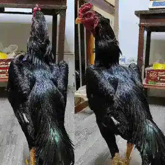 OSIYO XO‘ROZLARI 🇺🇿🇰🇬🇰🇿🇹🇯🇹🇲 Profile