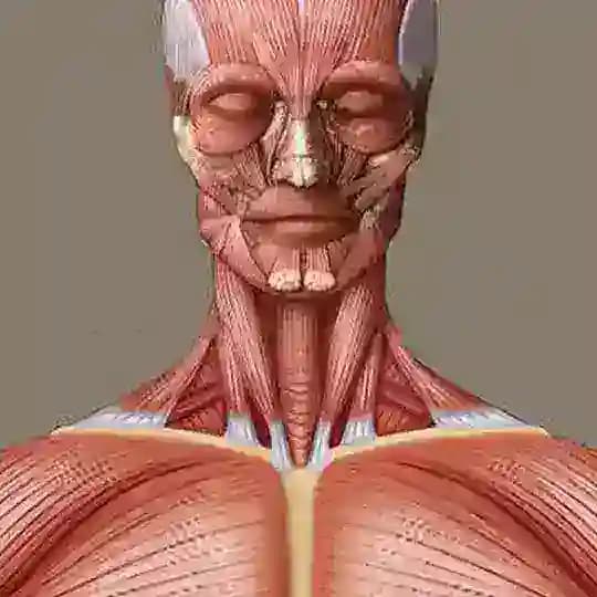 Our Body
