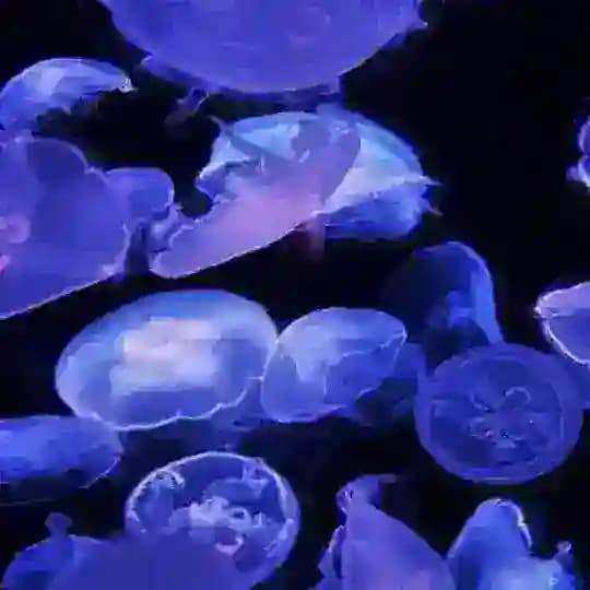 𐌏𐌱𐌏𐍦Ь | 𐌵Н𐌘𐌏