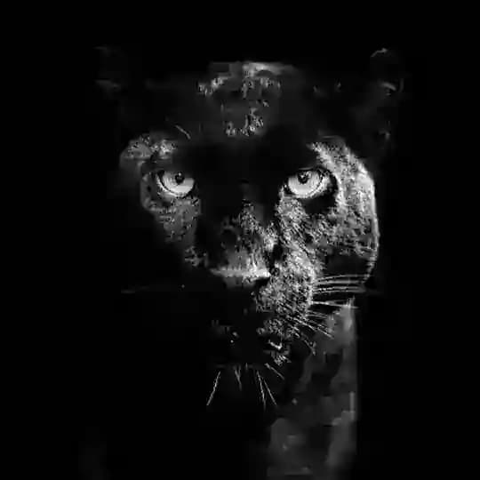Panther 🐈⬛