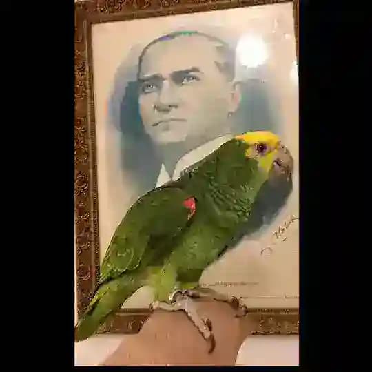 PAPAĞAN İZMİR