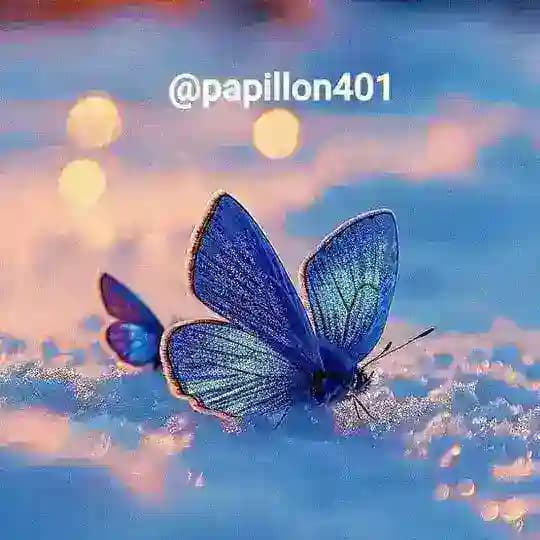 🦋papillon🦋