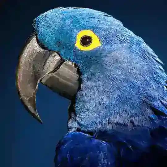Parrot KL