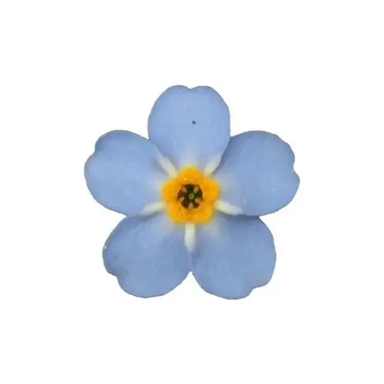 ✿