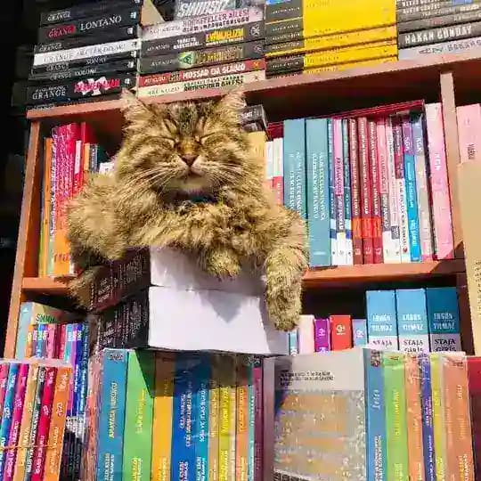 Kitap | PDF & Dijital Kitaplar 📖
