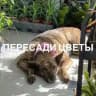 ПЕРЕСАДИ ЦВЕТЫ