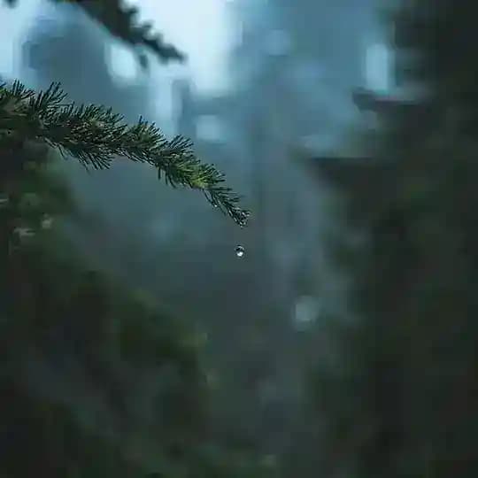 Petrichor