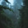 Petrichor