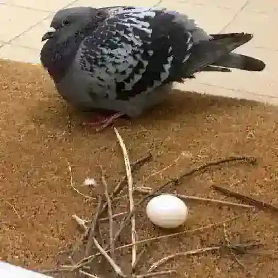 голубиное гнездо🕊️|scribble