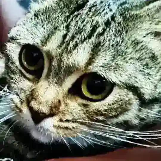پیشی تو ببینم