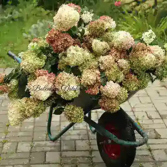 Гортензии - pitomnikflowers