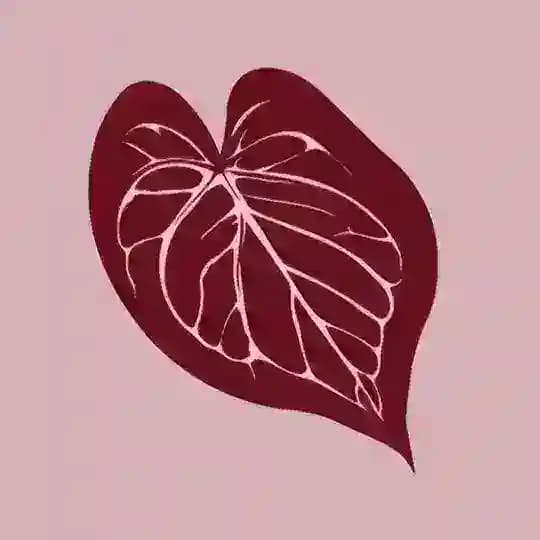 Plantathai | Plantatherapy shop | антуриумы и редкие растения