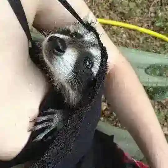 Помоечка