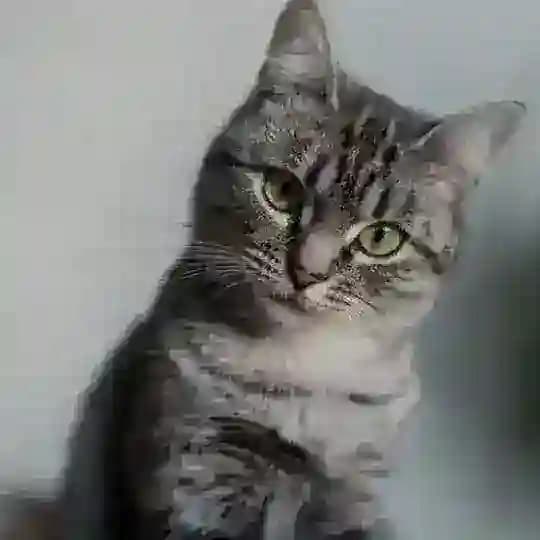 Poseidon Cat