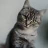 Poseidon Cat