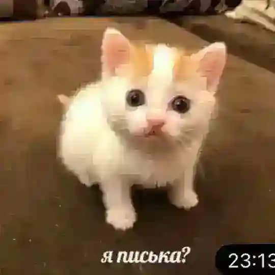 Прайс и отзывы ПОХУДЕНИЕ