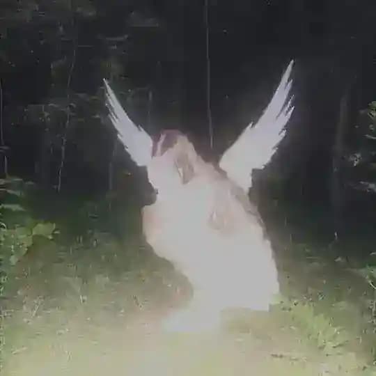 halilujiababy