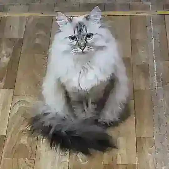 Прокотикофф