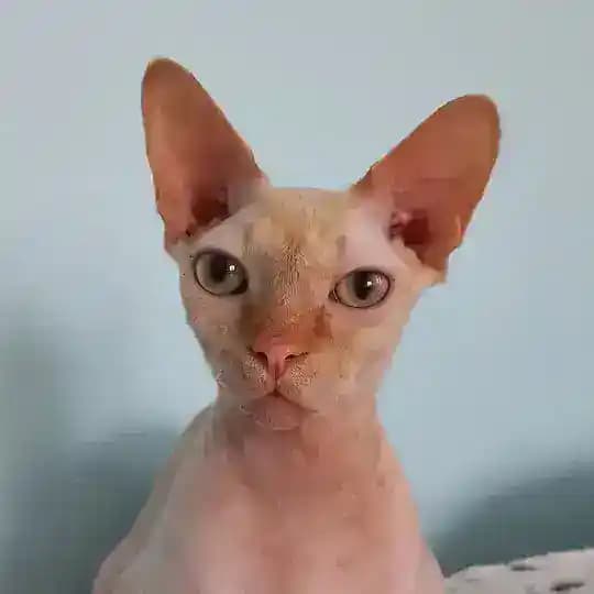 Профессорский кот