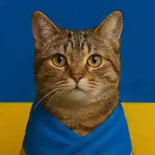 Котики України