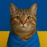 Котики України