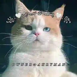 ꧁⇣🤍پشـ๋͜‏ـ๋͜‏ــەی سـ๋͜‏ـﮧپی🤍⇣꧂ Profile