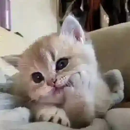 блог котят