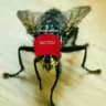@QFlys🪰