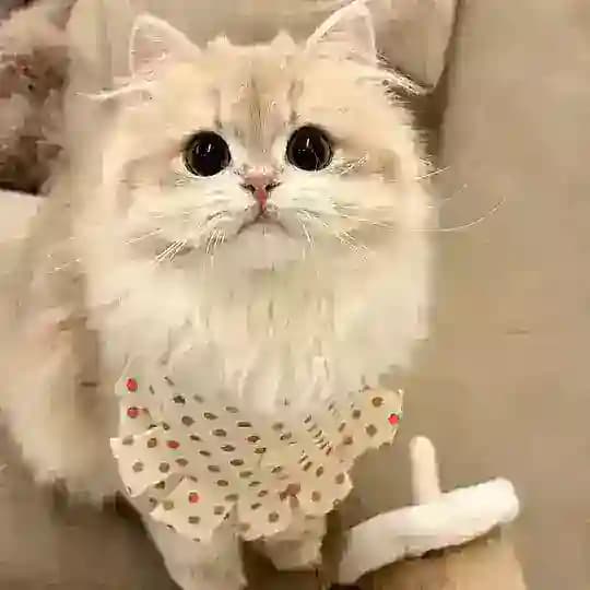 苏州安安