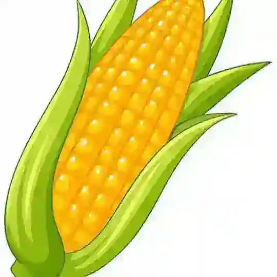 QUALITY CORN