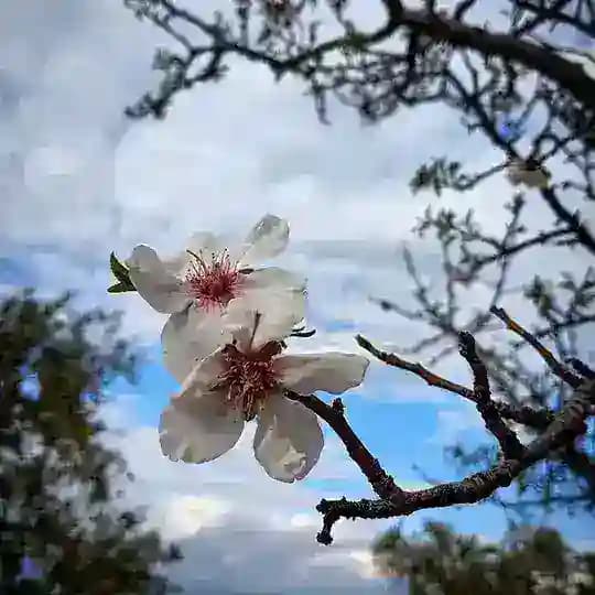 ثَائرةٌ مِن أرضِ الشّام '
