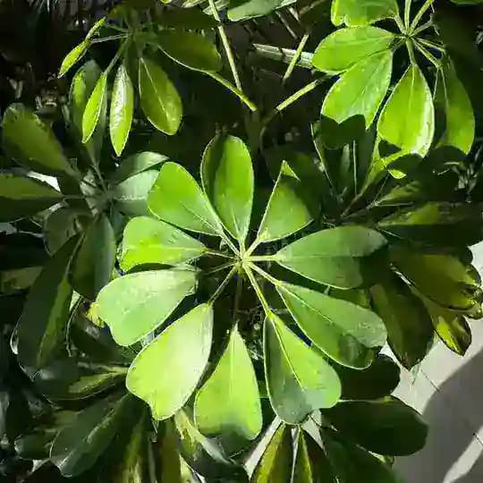 Radix Plantscaping