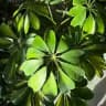 Radix Plantscaping